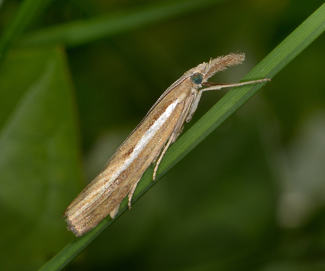 Crambidae - Agriphila sp. (selasella o tristella)